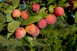 Prunier , Prune, Prunus domestica , Variété Reine Claude Violétte
