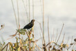 Red winged black bird perched on a plant is one of the most common and abundant avian species in North America with stable numbers