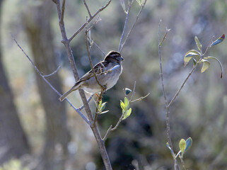 Wall Mural - un moineau sur la branche