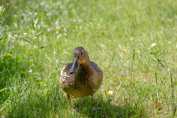 duck on the grass