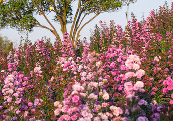 Wall Mural - Fresh bouquet pink violet pretty flower blossom in botanic garden.  romance florist violet herb blooming in natural park