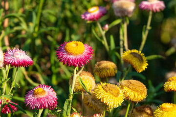 Wall Mural - beautiful group of helichrysum violet yellow color fresh flower in botany garden natural park. macro flora orange and pink blooming