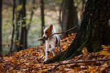 Fototapeta  - Jack russel terrier