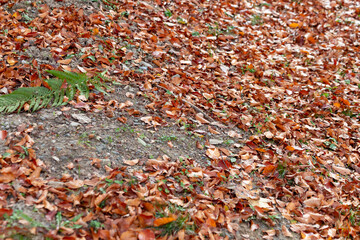 Texture of autumn flowers background