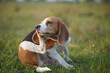 A cute beagle dog scratching her body in the park.