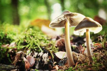 Mushrooms in the forest