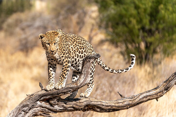 Wall Mural - African leopard, Panthera pardus pardus on a tree branch, Etosha national park, Namibia, Africa