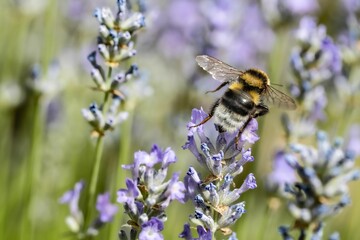 Canvas Print - Macro of a bee on a purple flower