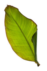 Banana leaf