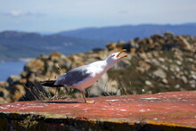 Gull Squawking