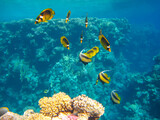 Fototapeta  - Chaetodon fasciatus or Butterfly fish in the expanses of the coral reef of the Red Sea, Sharm El Sheikh, Egypt