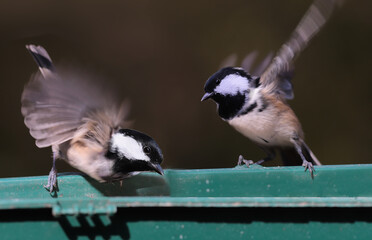 Wall Mural - A pair of Coal tits on a feeder in motion against a blurred dark green background