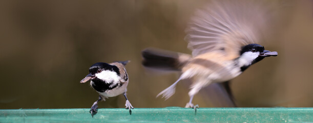 Wall Mural - A pair of Coal tits on a feeder. One sits, the other flies, but both with prey in their beaks...