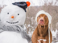 Lovable, Pretty Dog And Snowman.Winter Sunny Day. Close-up, Outdoor. Day Light. Concept Of Care, Education, Obedience Training And Raising Pet