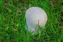 Big White Puffball On The Green Field