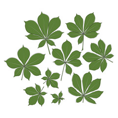 Wall Mural - Set of vector chestnut leaf outline and coloured icon. Simple chestnut leaves illustration for logo. Realistic hand drawn leaves illustration set on white background.
