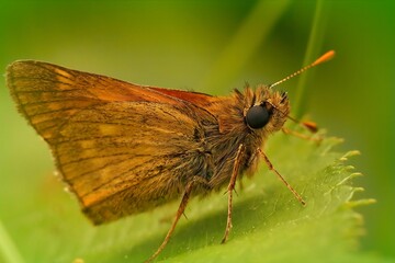 Sticker - Closeup on a European Large skipper butterfly ,Ochlodes sylvanus sitting on a green leaf