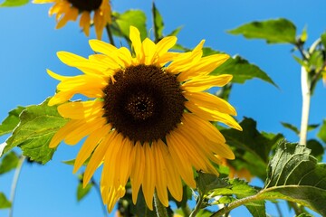 Sticker - Closeup of a sunflower against a blue sky