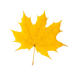 Wall Mural - Yellow maple leaf on a white background, isolated. Autumn symbol