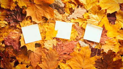 Wall Mural - Autumn concept - background of dry fallen autumn leaves with place for text - three blank paper stickers surrounded by autumn leaves, copy space