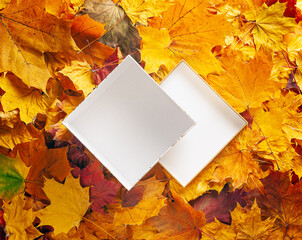 Wall Mural - Autumn concept - background of dry fallen autumn leaves with an open gift box in the middle