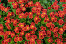 Multicolored Chrysanthemums Background.Colourful Pots Of Chrysanthemums .