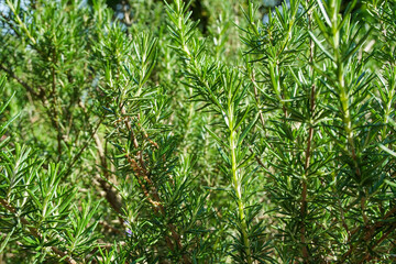 Fresh rosemary plant in herb farm garden