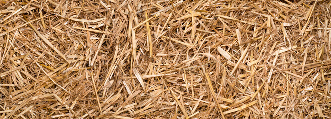 Wall Mural - a bunch of straw for texture or background as panorama, banner or border