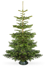 empty undecorated natural fresh green nordmann pine christmas tree in natural condition isolated bac