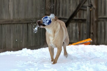 Wall Mural - Labrador Retriever (Canis lupus familiaris) running in the snow holding a blue toy in its mouth