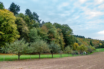 Wall Mural - Streuobstwiese