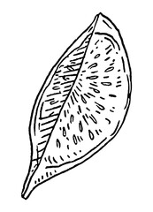 Wall Mural - Slice fresh fig. Vector black vintage engraving illustration.