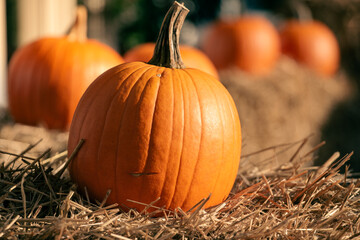 pumpkins in the sunshine, straw cubes, wooden background. autumn harvest. background halloween