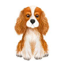 Illustration Dog Cavalier King Charles Spaniel , Illustration Dog, Pet, Dog Portrait, Dog Drawing.