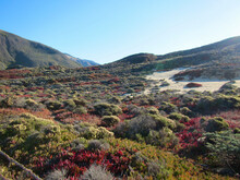 Desert Sand Dune Covered With Colorful Ice Plant, Succulents And Buckwheat On A Sunny Afternoon