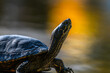 Porträt einer Wasserschildkröte vor einem verschwommenen See-Hintergrund in dem sich die Farben der Sonne spiegeln.