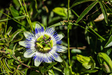A Close Up Of A Bluecrown Passionflower Passiflora Caerulea Flower In Sunlight.