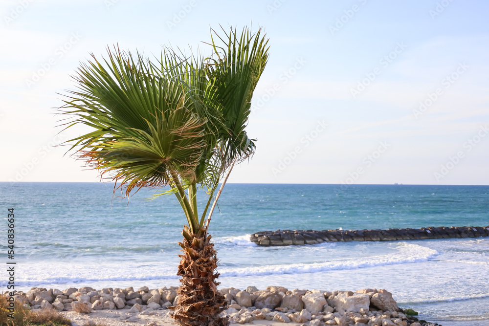 Green palm on beach near water