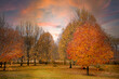 © Simi Jois - Fall trees - autumn scene