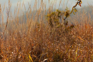 Closeup of dry grass in a wild field under the sunlight