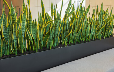 Interior photography of corporate office entrance lobby with concrete flooring and planter boxes with sansevieria plants