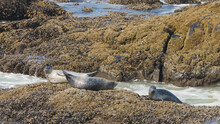 Three Harbor Seals Basking On Rocks In The Sunshine On The Edge Of The Pacific Ocean On The Oregon Coast