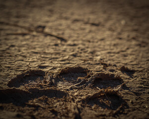 close up of soil