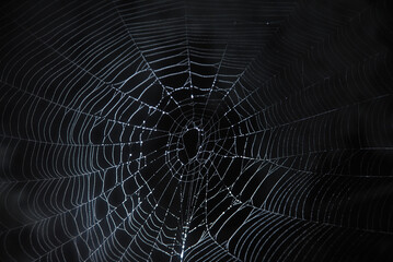 spider on web