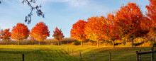 Colorful Autumn Maple Trees Next To A Cornfield In Wausau, Wisconsin In October