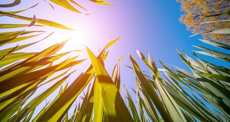 Canvas Print - ant point of view view of green grass and blue sky with sun