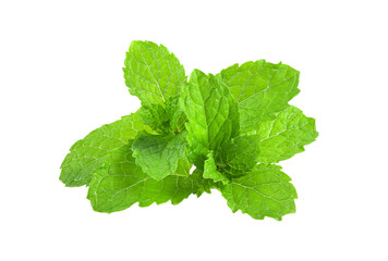 Wall Mural - mint leafs herb. isolated on transparent png