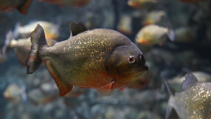 Piranha fishing in aquarium|Piranha fishing can be an exhilarating and challenging experience! Piranhas are known for their sharp teeth and powerful jaws, making them an intriguing catch for anglers. 