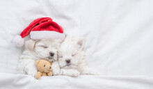 Two Maltese Puppies Wearing Santa Hat Sleep On A Bed At Home And Hug Toy Bear. Top Down View. Empty Space For Text