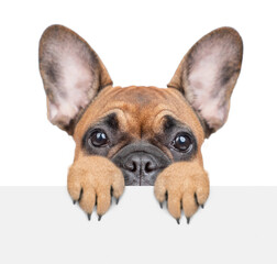 Wall Mural - Scared french bulldog puppy looks above empty white banner. isolated on white background